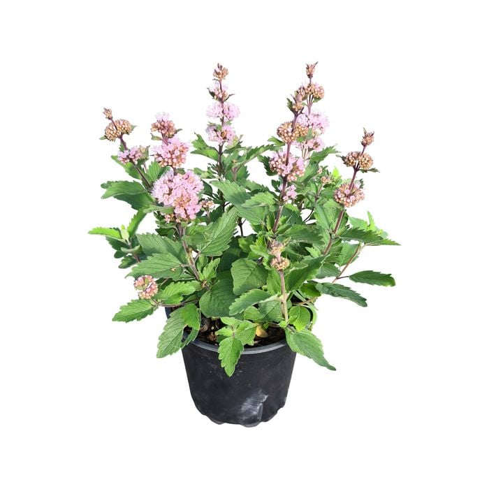 150mm Pavillion Pink - Caryopteris