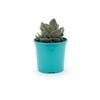 105mm Bright and Easy - Crassula Dubia