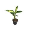 60mm Assorted Indoor Foliage - Mini Mates Range