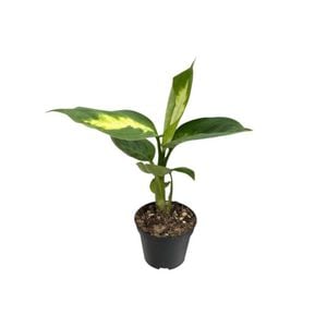 60mm Assorted Indoor Foliage - Mini Mates Range