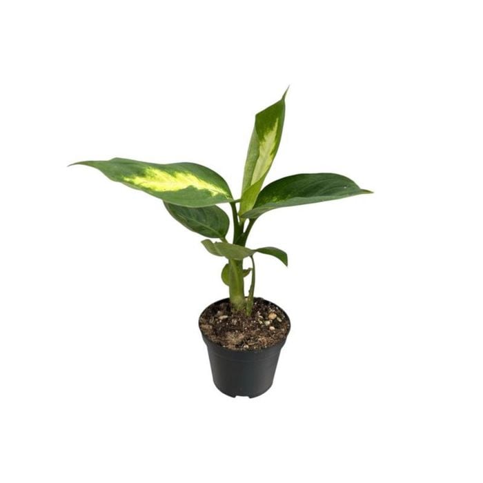 60mm Assorted Indoor Foliage - Mini Mates Range