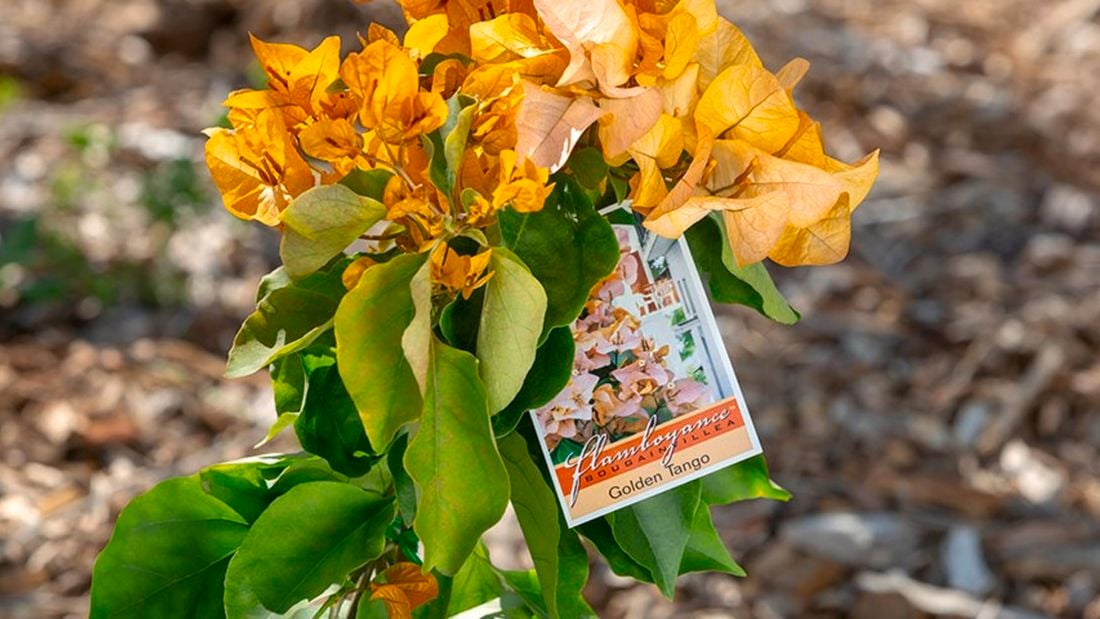 Bougainvillea Golden Tango.