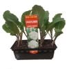 Punnet Cauliflower White - Grow Your Own Range