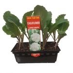 Punnet Cauliflower White - Grow Your Own Range