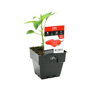 100mm Chilli Firecracker - Capsicum annuum