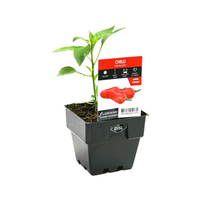 100mm Chilli Firecracker - Capsicum annuum