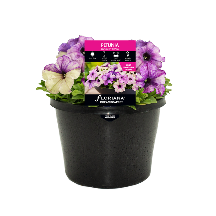 180mm Petunia Blueberry Shake - Petunia multiflora