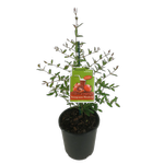 3L Pomegranate Wonderful - Punica Granatum - Incredible Edibles Range