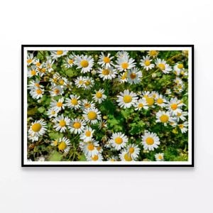 Daisies Flowers Plants in Bloom  Print 100% Australian Made 90x60cm  (Poster)