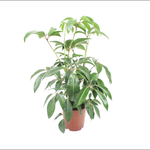240mm Umbrella Tree - Tupidanthus calyptratus