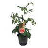 130mm Tomato Pillar Catch Red - Solanum lycopersicum