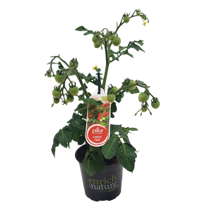 130mm Tomato Pillar Catch Red - Solanum lycopersicum