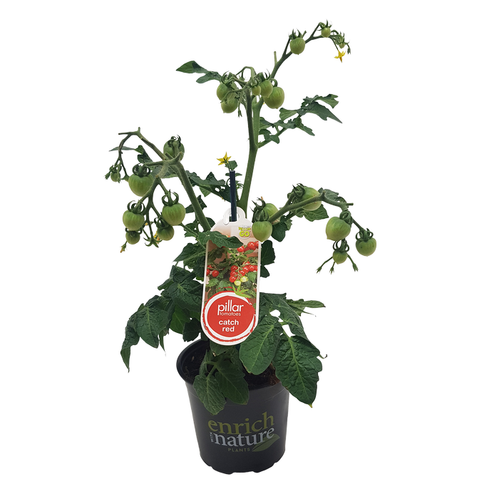 130mm Tomato Pillar Catch Red - Solanum lycopersicum
