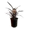 3.5L Phormium Dark Delight - Phormium tenax