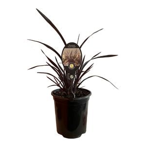 3.5L Phormium Dark Delight - Phormium tenax