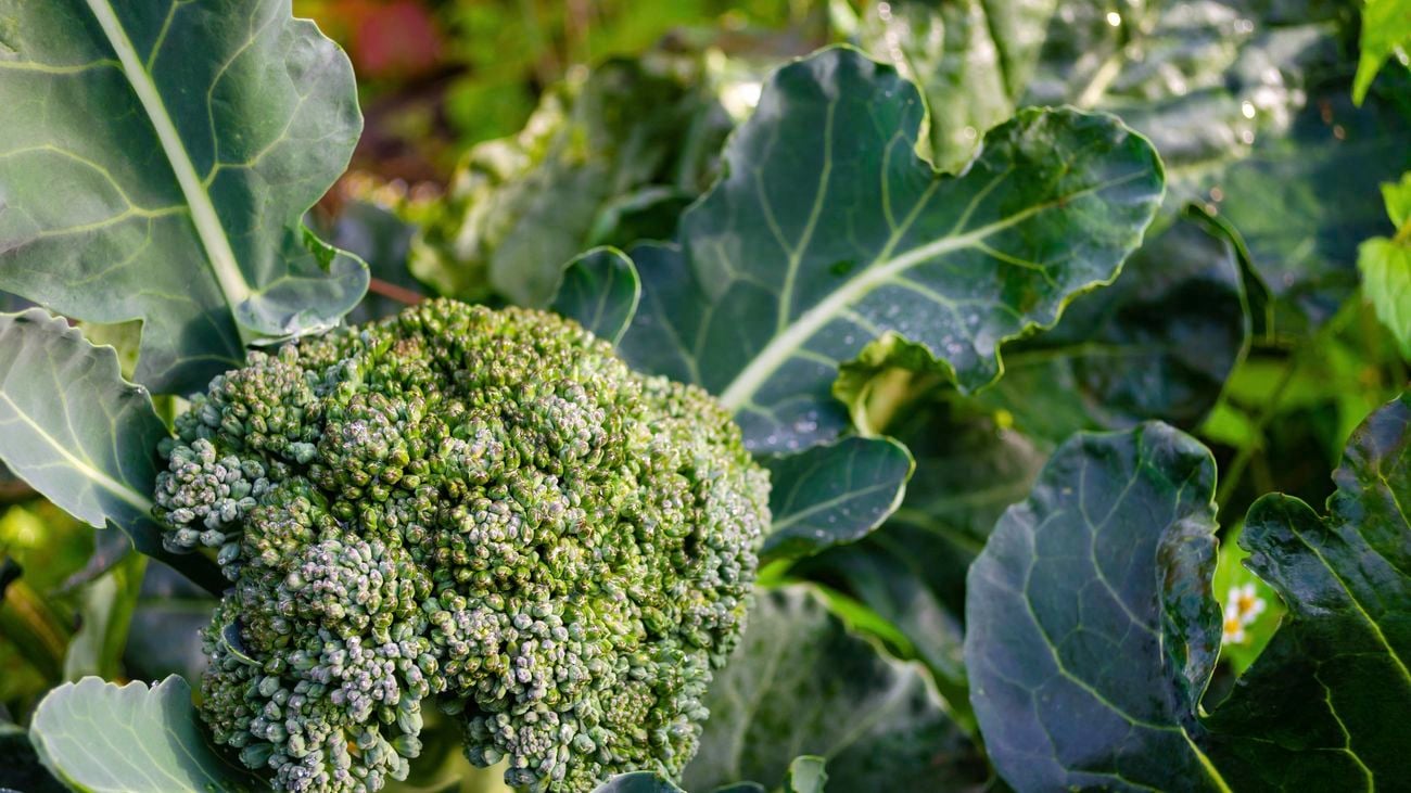 Fresh broccoli plant with flower head, growing in a home garden