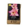 Yarra Valley Bulbs Gladioli Priscilla 4 Pack