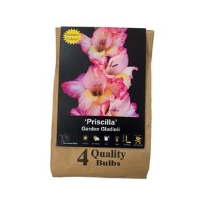 Yarra Valley Bulbs Gladioli Priscilla 4 Pack
