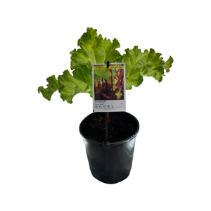 180mm Rhubarb - Rheum rhabarbarum