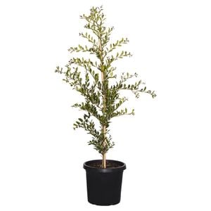 Advanced Shrubs