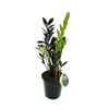 180mm ZZ Plant - Zamioculcas Dark Zamicro
