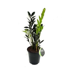 180mm ZZ Plant - Zamioculcas Dark Zamicro
