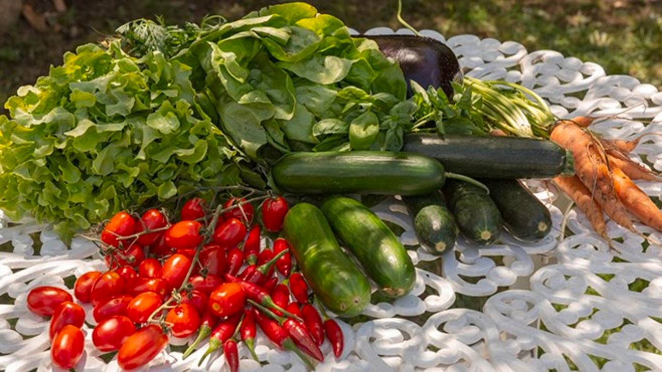 Image of harvest tomatoes, chillies, cucumbers, zucchinis carrots, eggplants and lettuce that has been picked.