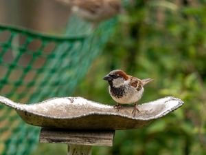 small sparrow sitting on a tree branch