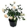 4.5L Showpiece - Rose Assorted