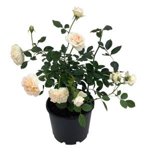 4.5L Showpiece - Rose Assorted