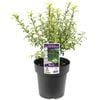200mm Pittosporum Tasman Ruffles - Pittosporum tenuifolium