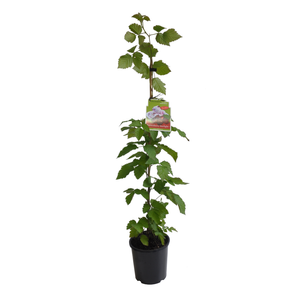 3L Boysenberry Starlight - Rubus hybrid Purple Star PVR - Incredible Edibles Range