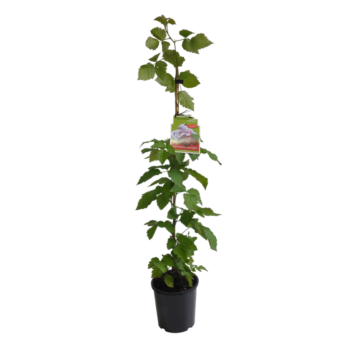 3L Boysenberry Starlight - Rubus hybrid Purple Star PVR - Incredible Edibles Range
