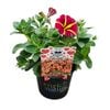 130mm Petunia Premium Assorted