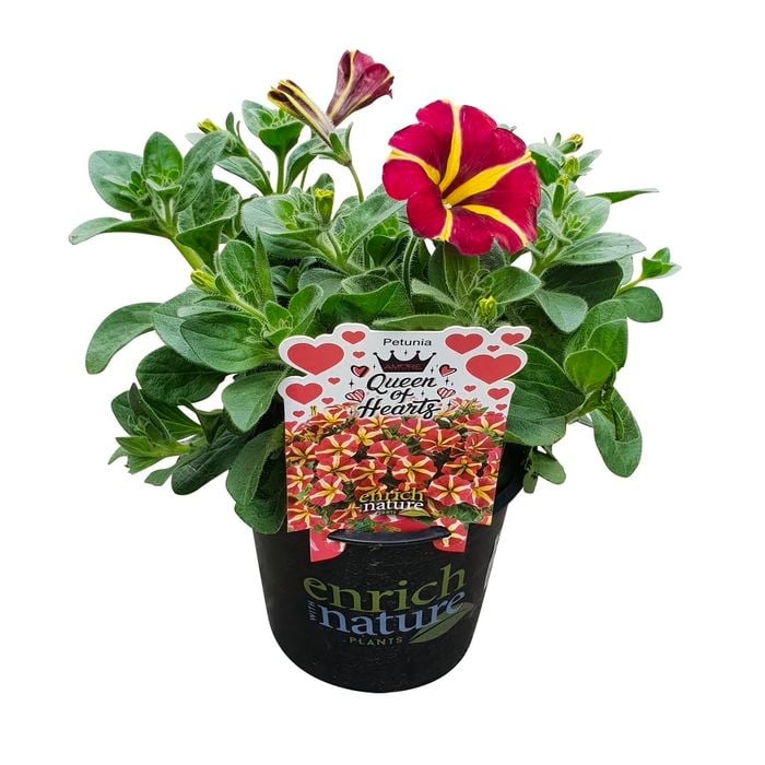 130mm Petunia Premium Assorted