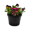 170mm Viola Love Child - Viola cornuta