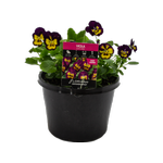 170mm Viola Love Child - Viola cornuta