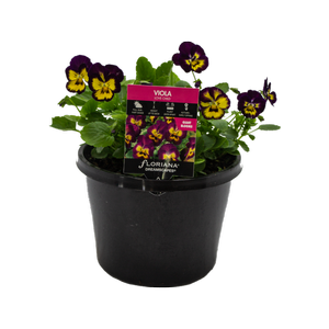 170mm Viola Love Child - Viola cornuta