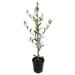 140mm Correggiola Olive - Olea europaea
