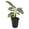 70mm Ctenanthe Greystar - Ctenanthe setosa