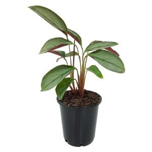 70mm Ctenanthe Greystar - Ctenanthe setosa