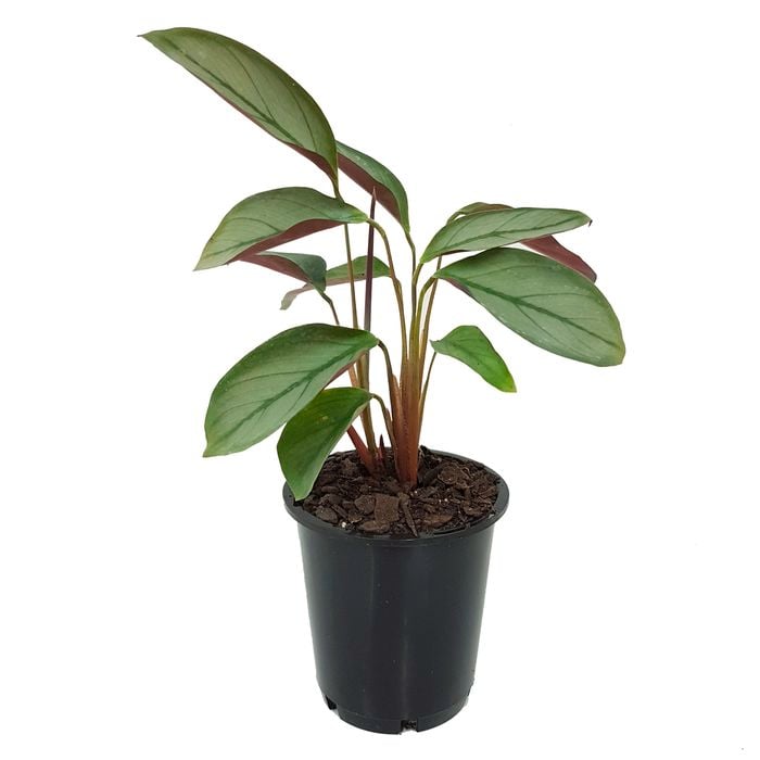 70mm Ctenanthe Greystar - Ctenanthe setosa