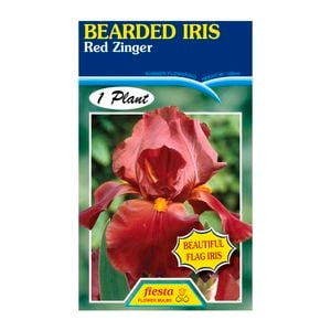 Fiesta Flower Bulbs Iris Germanica Red Zinger Bulb