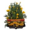 Marigold Safari Yellow - Tagetes patula - Mega Punnet Flowering Range