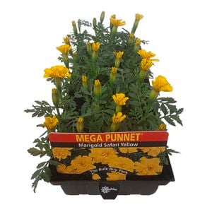 Marigold Safari Yellow - Tagetes patula - Mega Punnet Flowering Range
