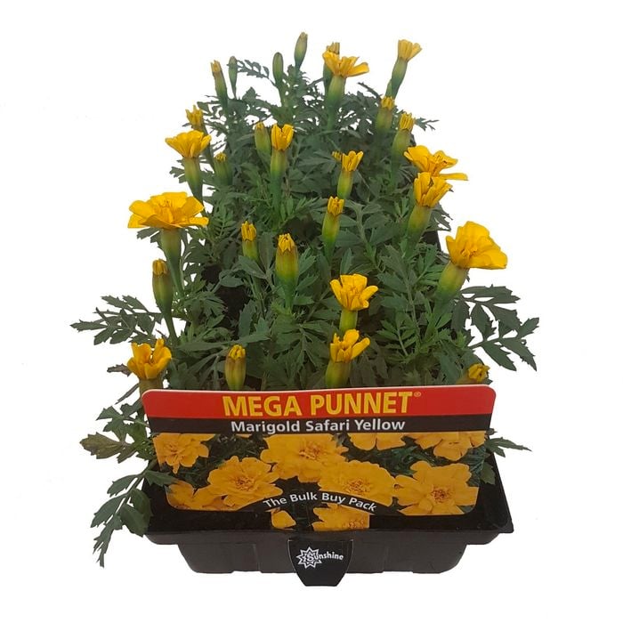 Marigold Safari Yellow - Tagetes patula - Mega Punnet Flowering Range