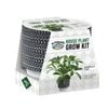 Mr Fothergill's House Plant Grow Kit - Umbrella Tree