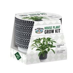 Mr Fothergill's House Plant Grow Kit - Umbrella Tree