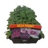 Mega Punnet - Pansy Waterfall - Viola x wittrockiana