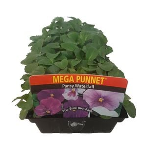 Mega Punnet - Pansy Waterfall - Viola x wittrockiana